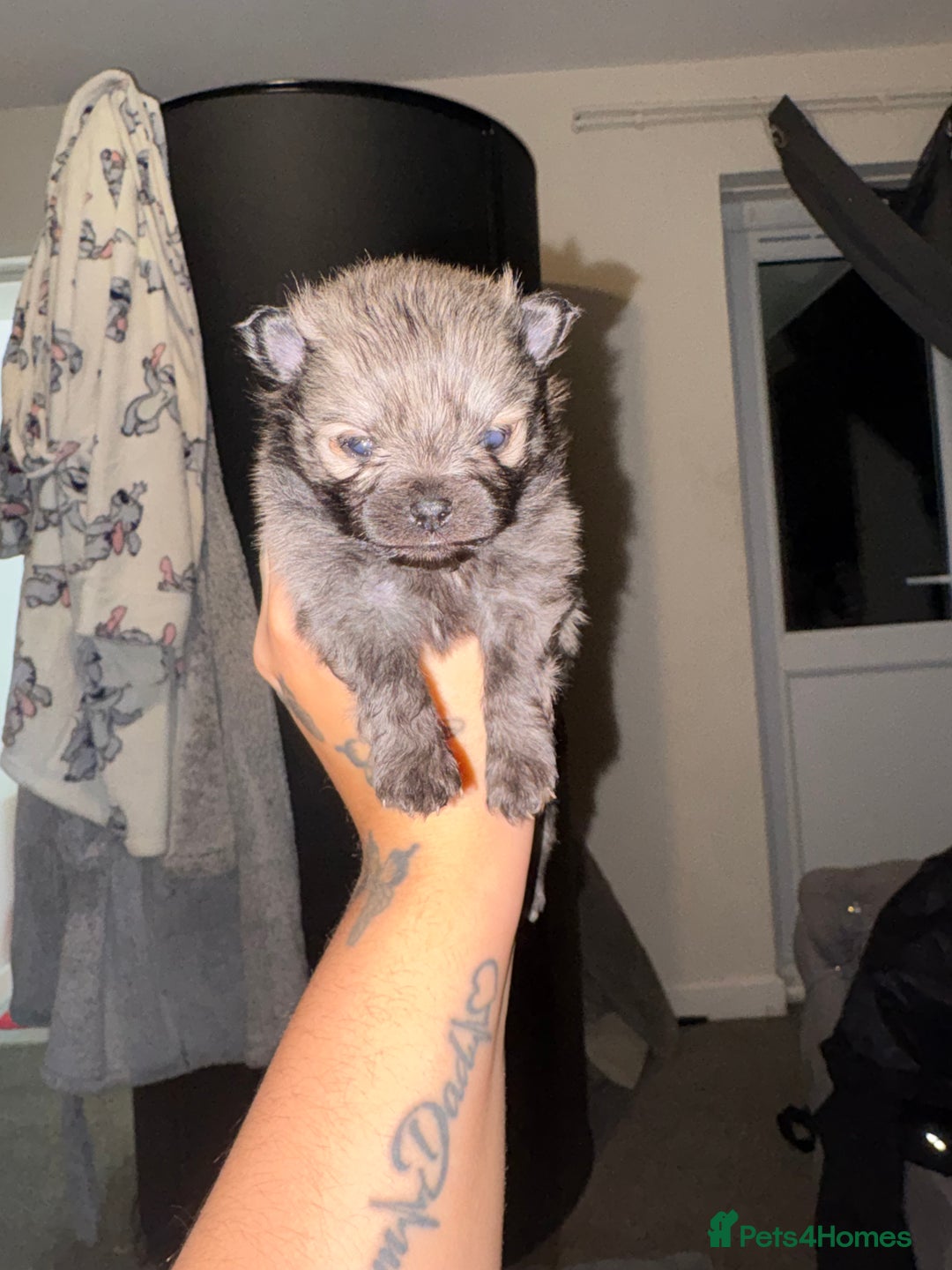 Pomeranian dogs for sale: Miniature Pomeranian puppies - Advert 5