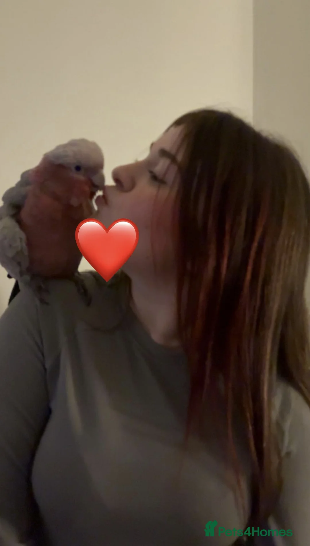 Cockatoo birds for sale: Galah Cockatoo Male in Ripon - Advert 4