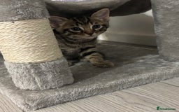 Domestic Shorthair cats for sale: Healthy 12-Week-Old Kittens — (Wormed, Ready Now!) - Image 13