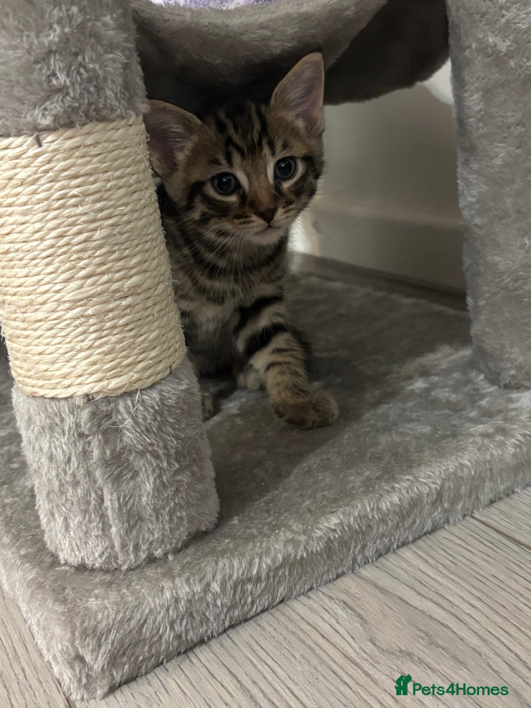 Domestic Shorthair cats for sale: Healthy 12-Week-Old Kittens — (Wormed, Ready Now!) - Image 13