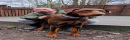 Dobermann dogs for sale: HEALTH TESTED, HOME REARED, STUNNING DOBERMAN PUPS - Advert 22