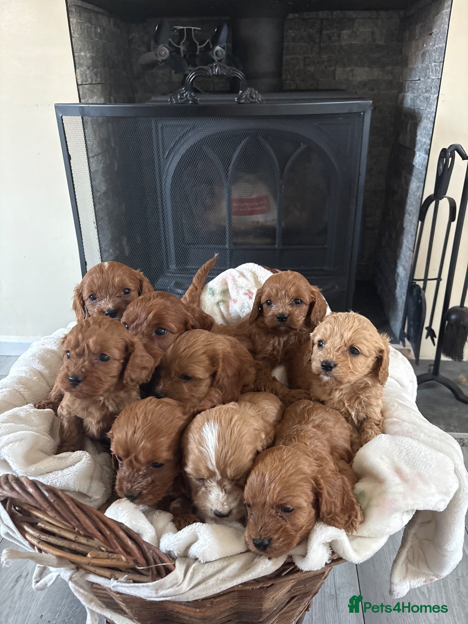 Cavapoo dogs Are gorgeous cavapoo puppies  - Advert 2
