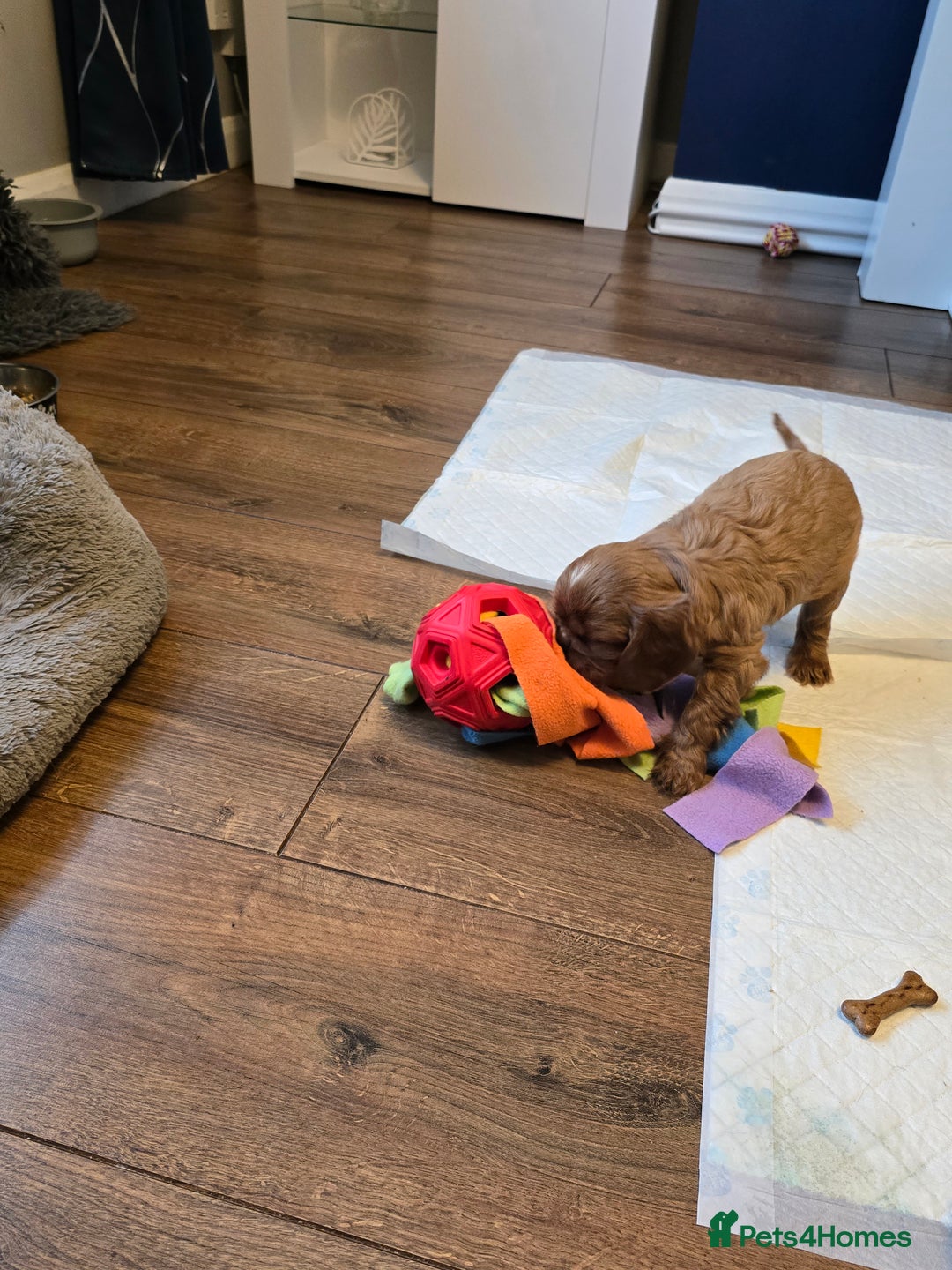 Cavalier King Charles Spaniel dogs for sale: Beautiful KC Registered. Health Tested Parents. - Advert 23