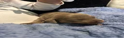 Miniature Dachshund dogs for sale: Miniature Isabella and tan dachshund  - Advert 3