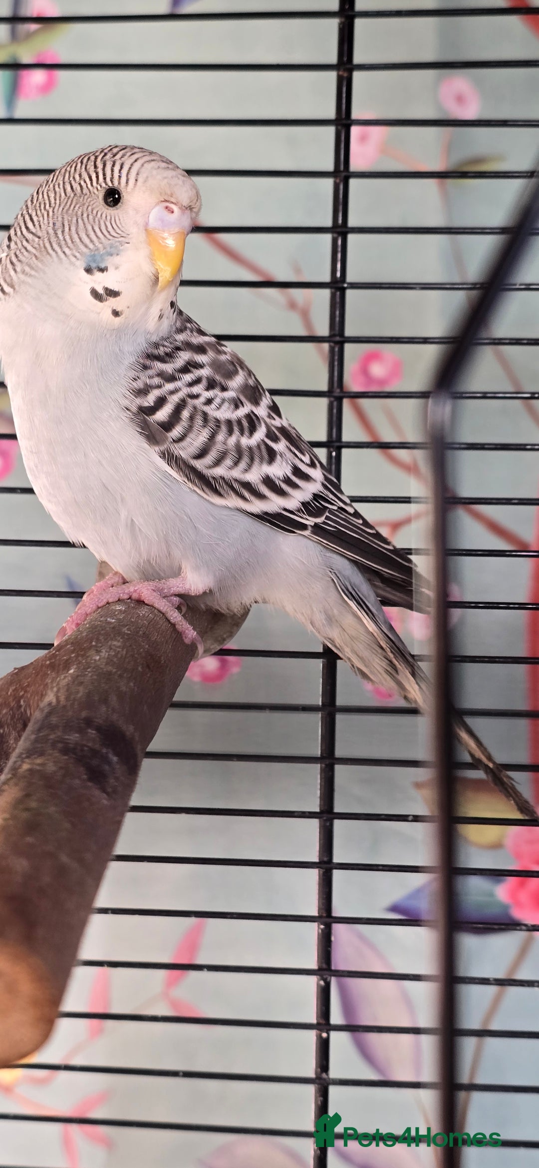 Budgerigars birds for sale: Gorgeous baby budgies - Advert 4