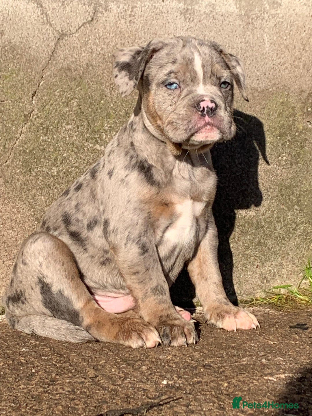 Olde English Bulldogge dogs for sale: Olde English bulldogges generational  - Advert 26