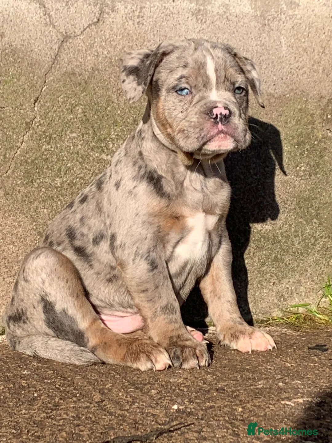 Olde English Bulldogge dogs for sale: Olde English bulldogges generational  - Advert 22