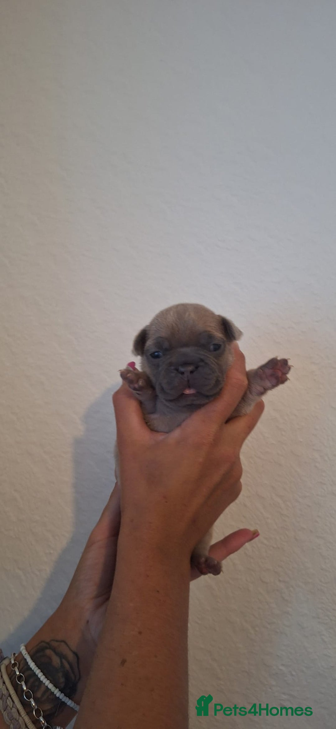 French Bulldog dogs for sale: French bulldogs  - Image 4