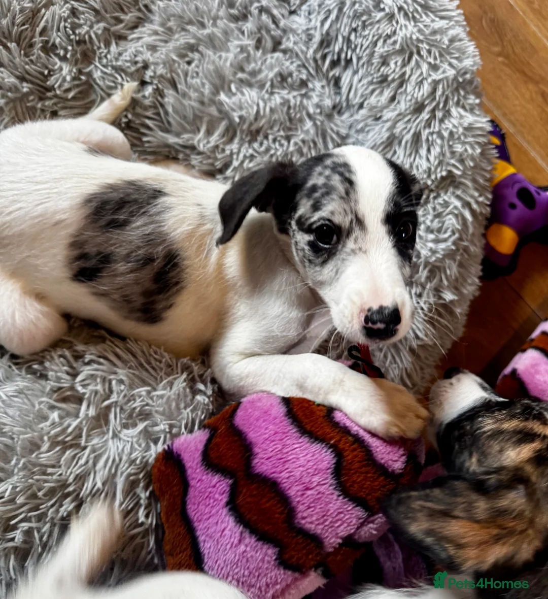 Mixed Breed dogs for sale: Whippet x Poodle READY NOW - Advert 15