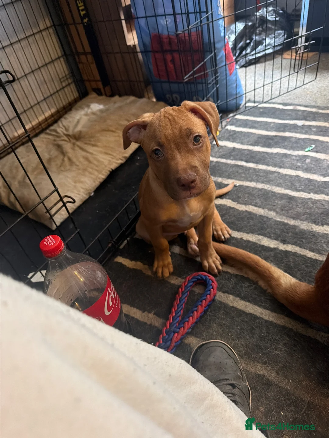 Mixed Breed dogs for sale: Puppy for sale - Advert 2