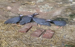 Guinea Fowl poultry for sale: Unsexed Guineafowl - Image 3