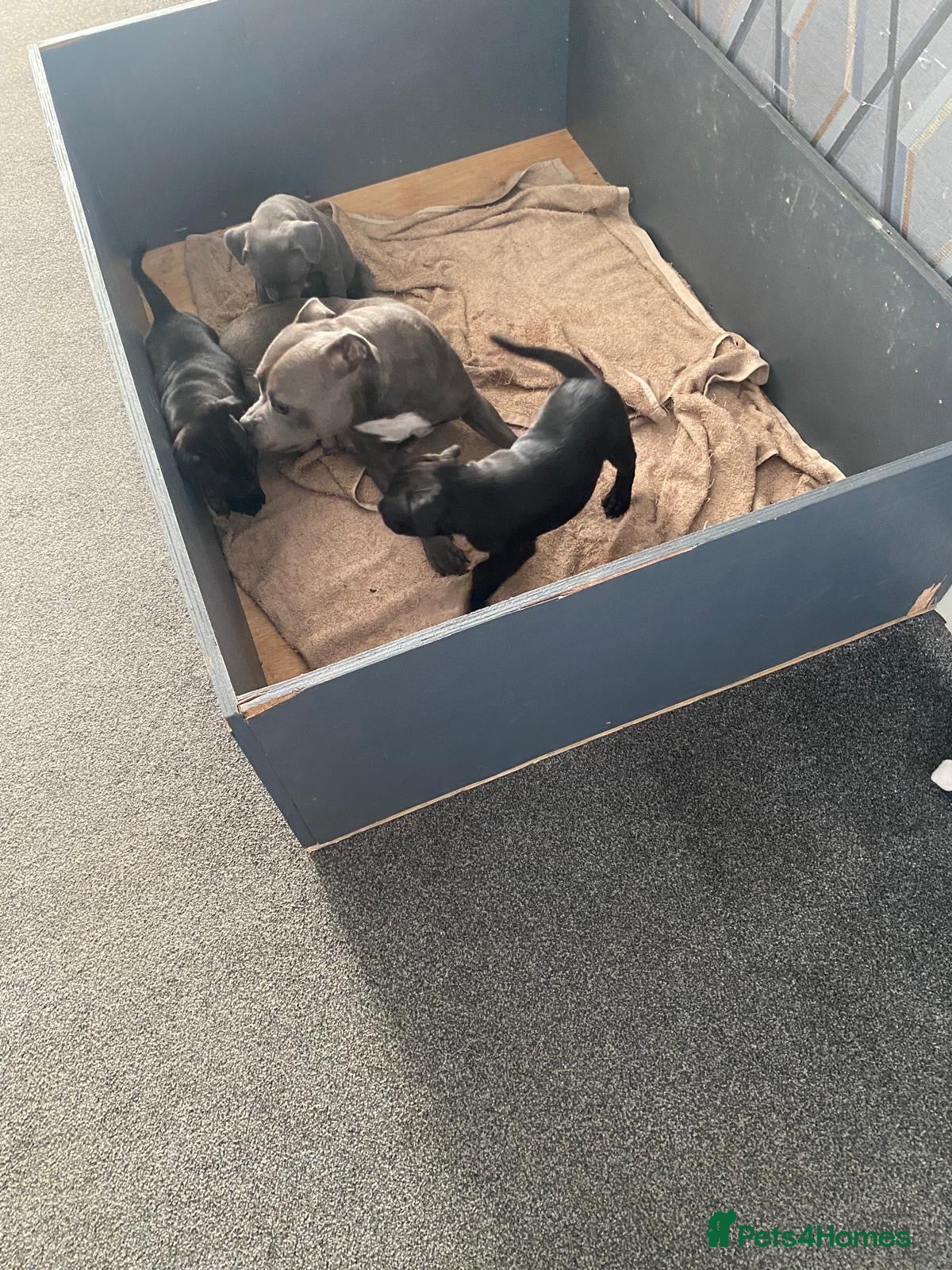 Staffordshire Bull Terrier dogs Staffordshire bull terrier pups  - Advert 2