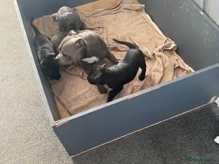 Staffordshire Bull Terrier dogs Staffordshire bull terrier pups - Advert 2