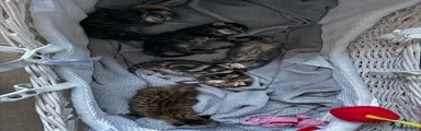 Mixed Breed 6