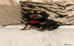 Cavapoo dogs for sale: Cavapoo puppies  - Advert 8