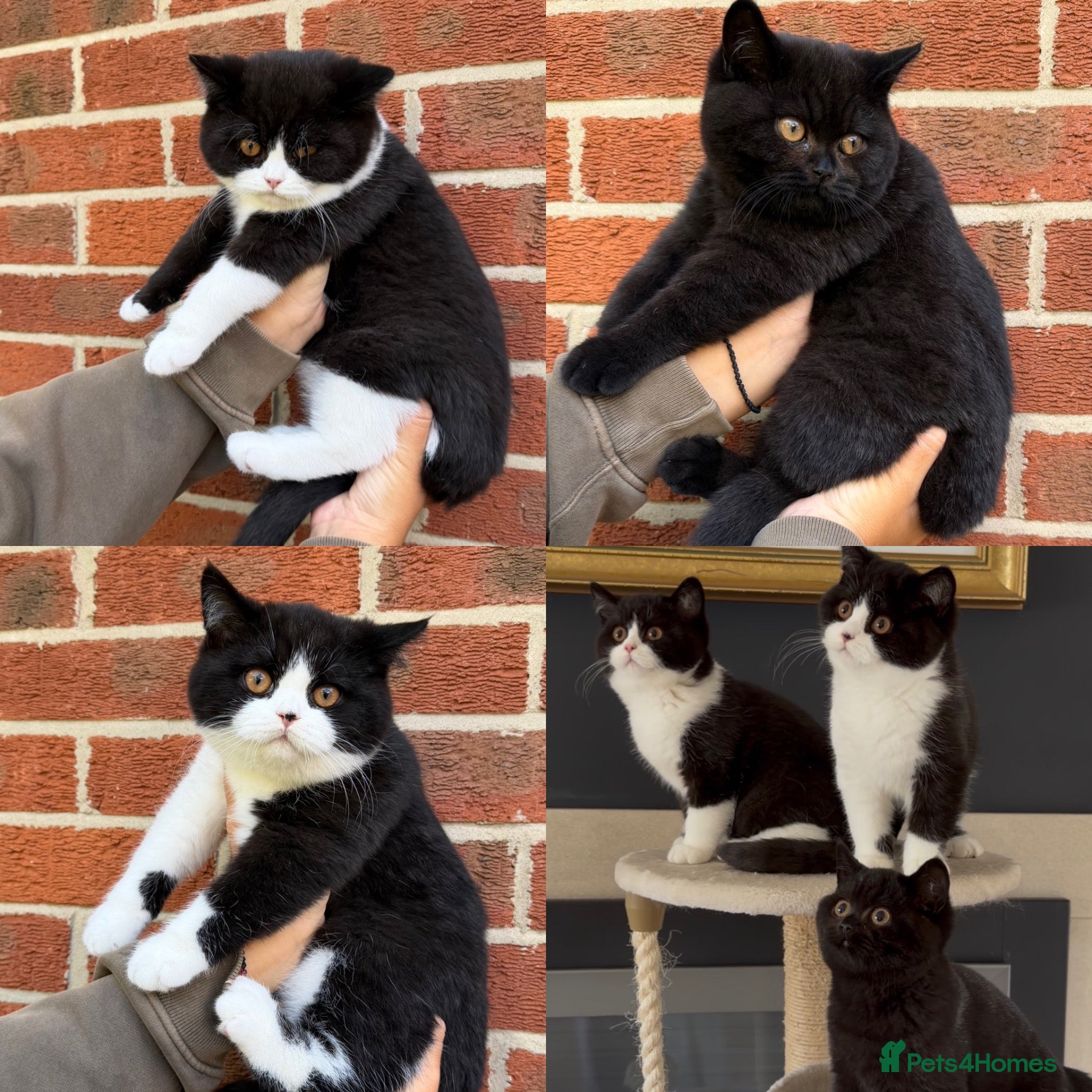 British Shorthair cats STUNNING BSH KITTENS - Advert 1