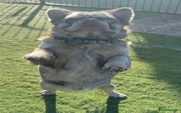 French Bulldog dogs for sale: Fabulous male fluffy frenchie 1.5 years old - Image 8
