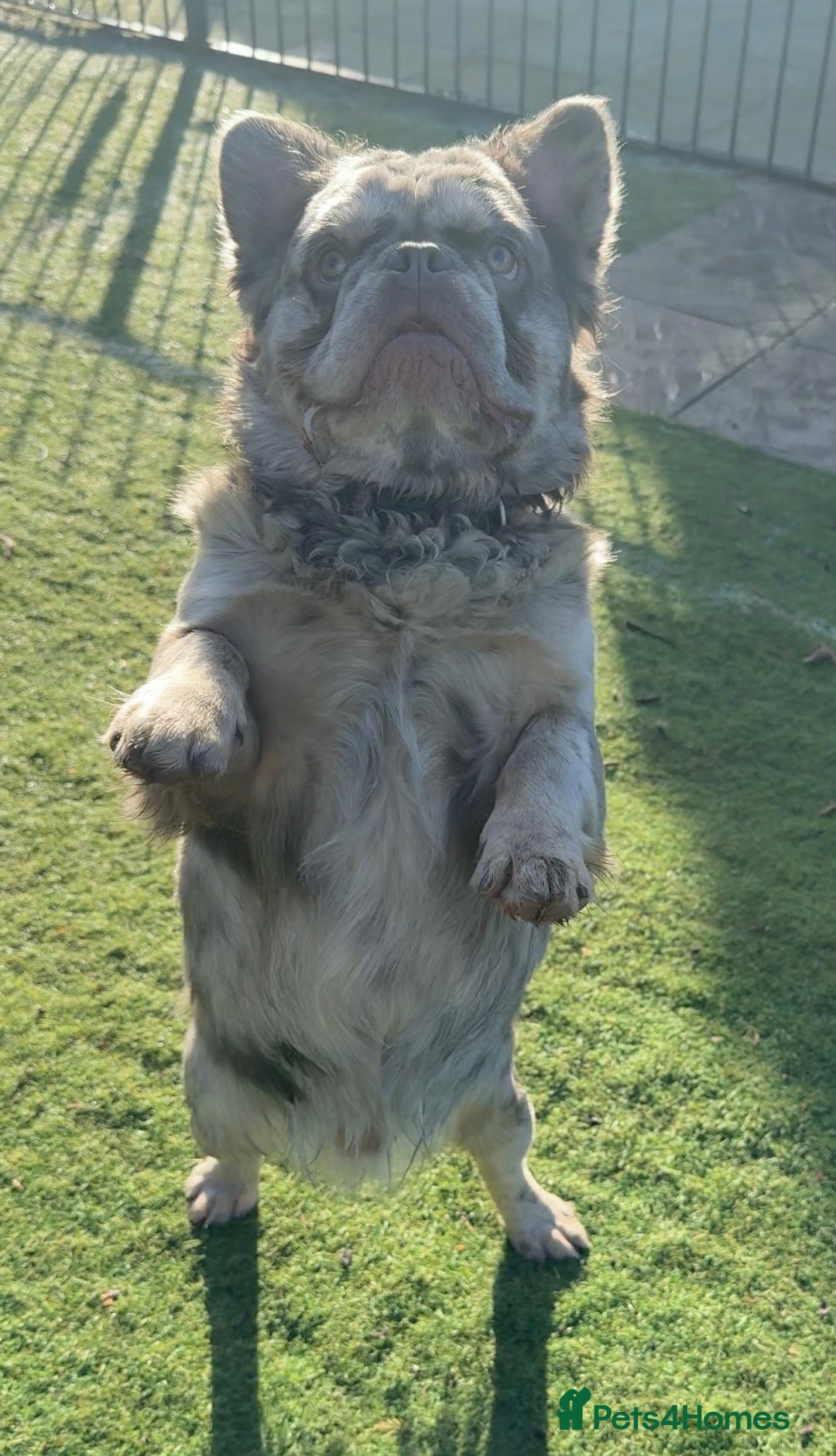 French Bulldog dogs for sale: Fabulous male fluffy frenchie 1.5 years old - Image 8