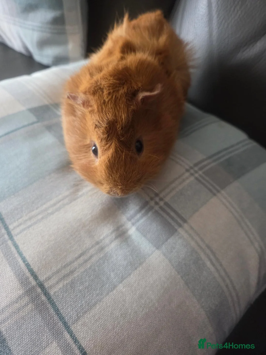 Guinea Pig rodents for sale: 2x Male Guinea pigs, both 7 months old - Advert 6