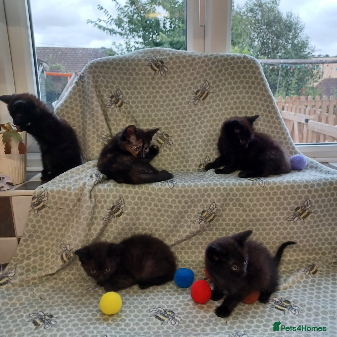 Mixed Breed cats for sale: Last 2 black kittens - Image 6