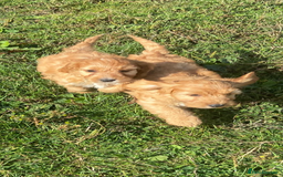 Cockapoo dogs for sale: Cockapoo puppies for sale - Image 9