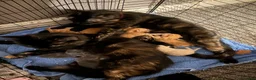 Mixed Breed cats for sale: Beautiful kittens ready now  in Birmingham - Advert 1