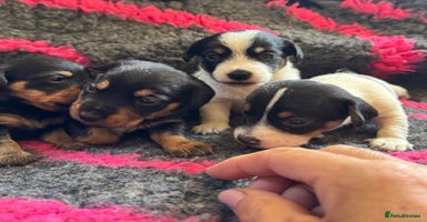 Mixed Breed dogs - Advert 16