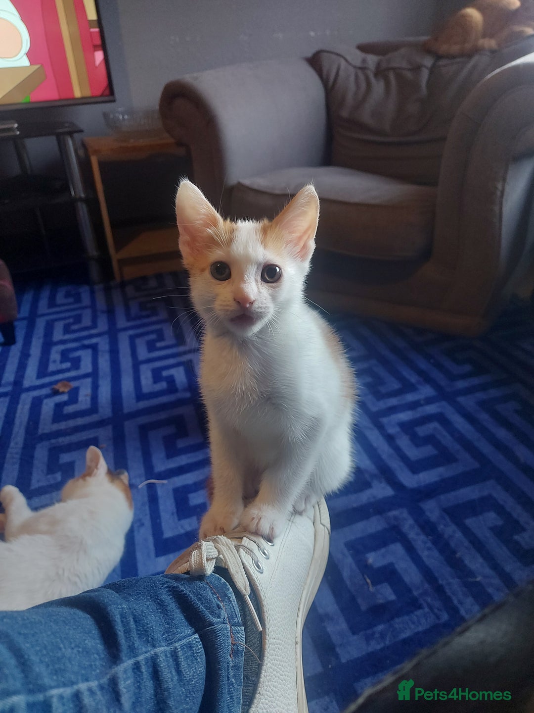 Mixed Breed cats for sale: Beautiful little boy  - Image 1