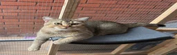 British Shorthair cats for sale: BSH chinchila 💝💝🌟🌟🌟🌟🌟🥇🥇🥇🥇 - Advert 7