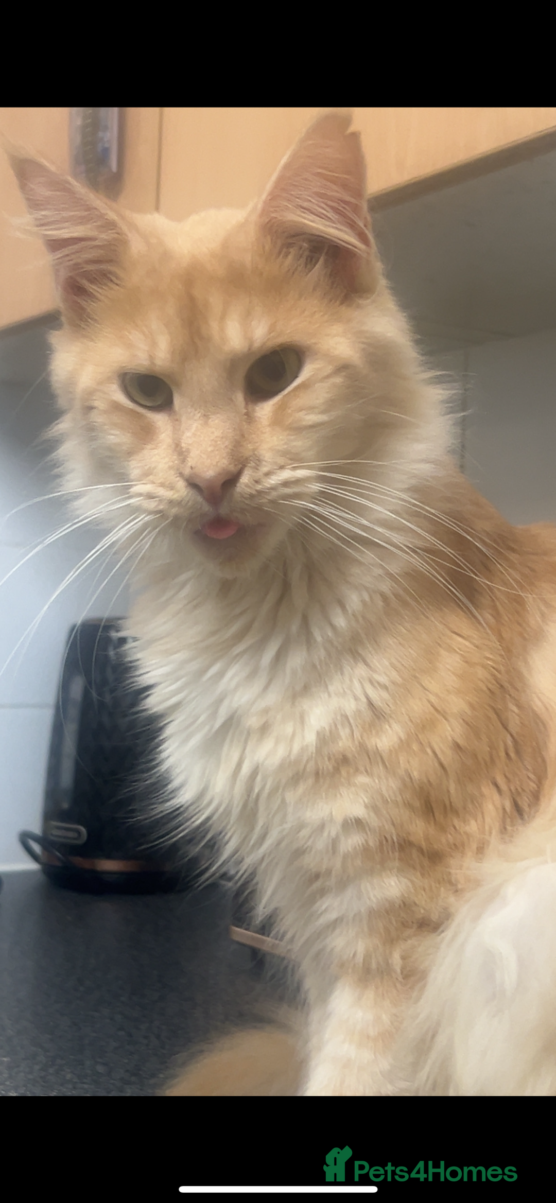 Mixed Breed cats for sale: Kitty’s looking for their forever homes  - Advert 4