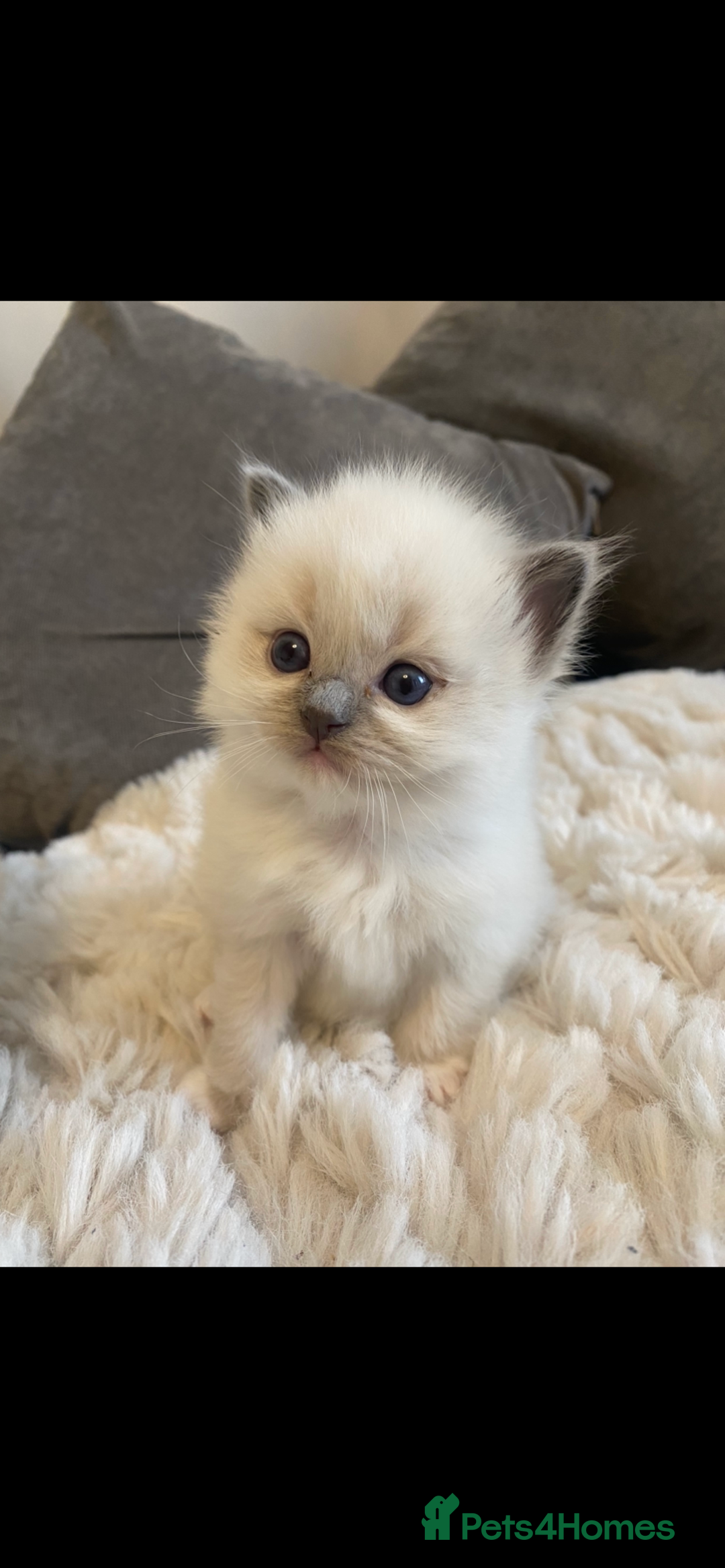 Ragdoll cats for sale: 😻waiting list open Ragdoll kittens due in 4weeks  - Advert 6