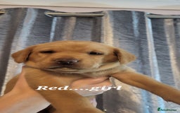 Labrador Retriever dogs for sale: KC LABRADORS - Image 7