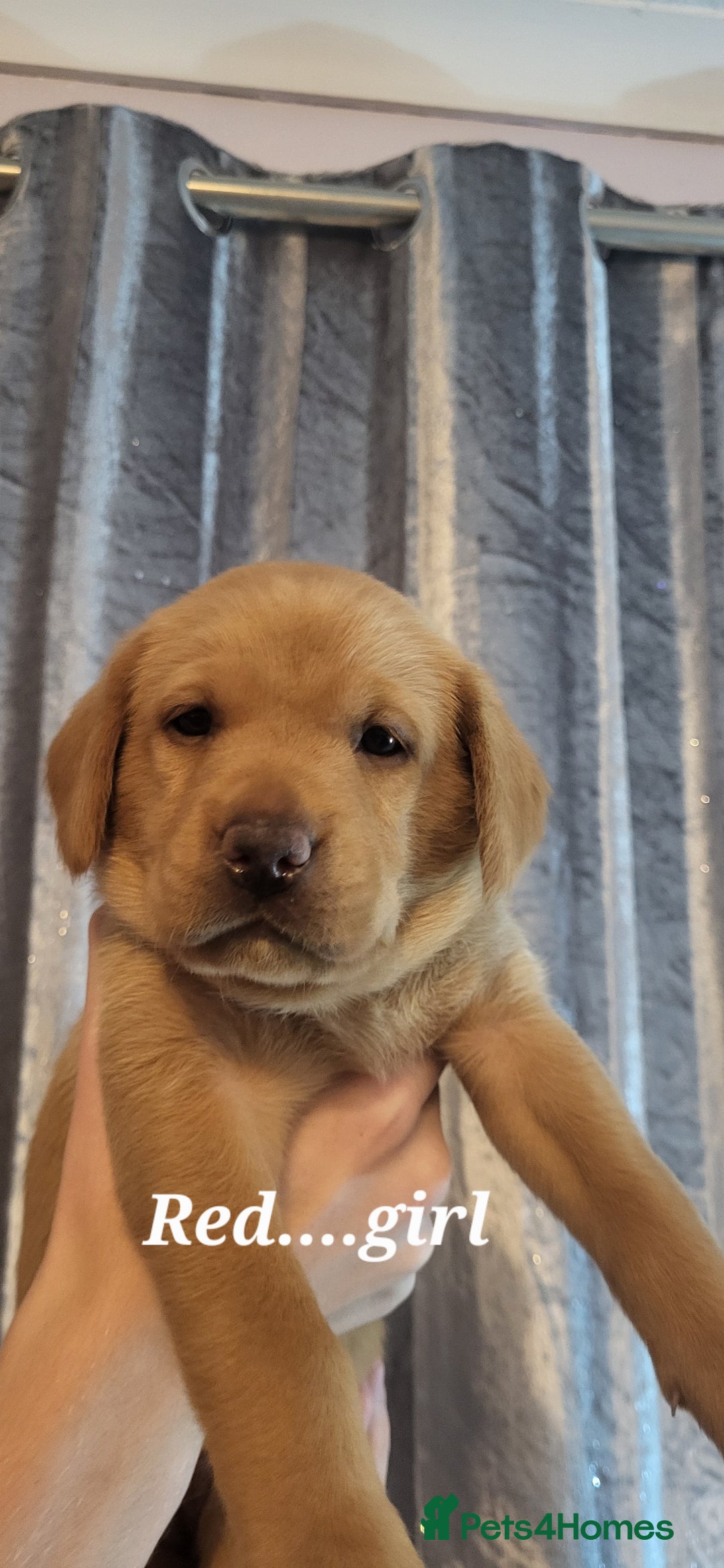 Labrador Retriever dogs for sale: KC LABRADORS - Image 7