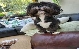 Shih Tzu dogs for sale: Baby shih  tzu puppies - Image 4