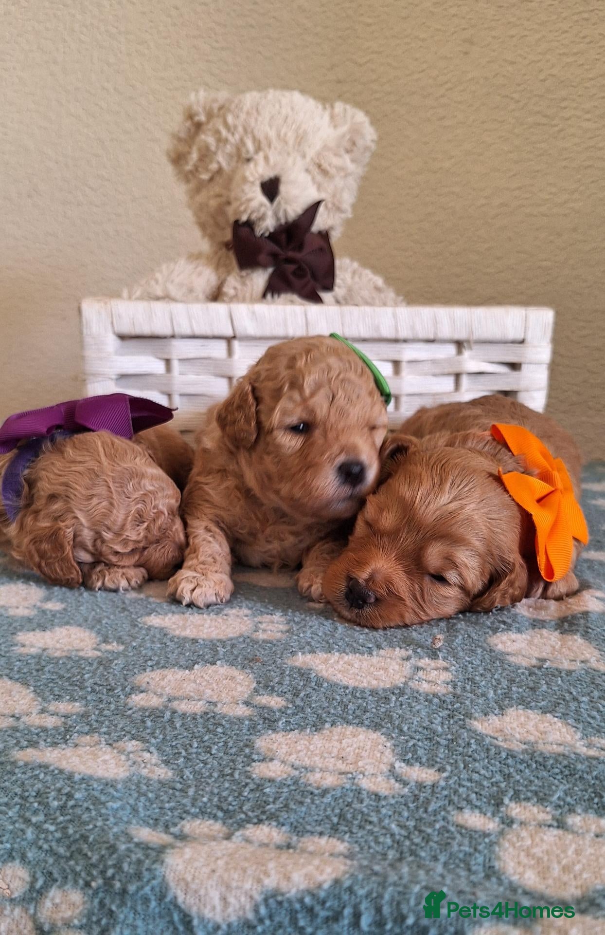 Cavapoochon dogs Gorgeous Health tested Cavapoochon pups - Advert 7
