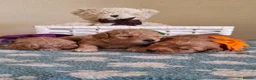 Cavapoochon dogs for sale: Gorgeous Health tested F1 Cavapoochon pups - Advert 1