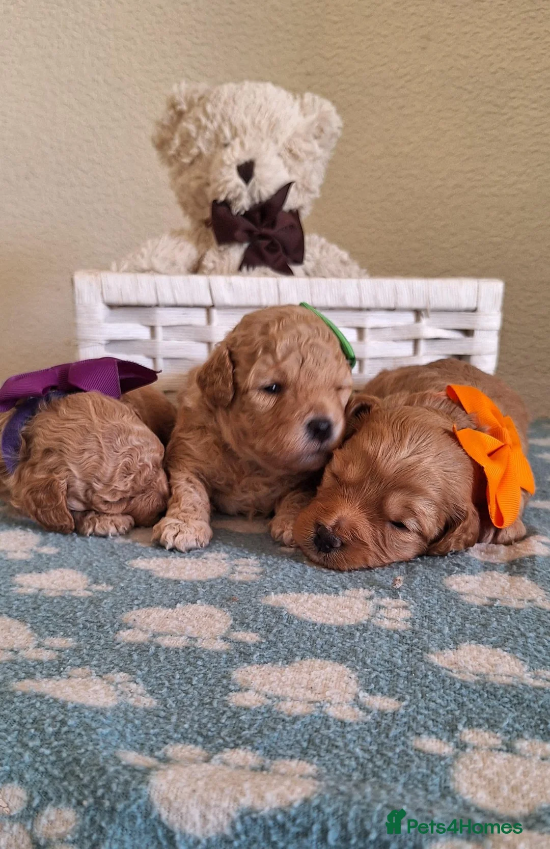 Cavapoochon dogs for sale: Gorgeous Health tested F1 Cavapoochon pups - Advert 1