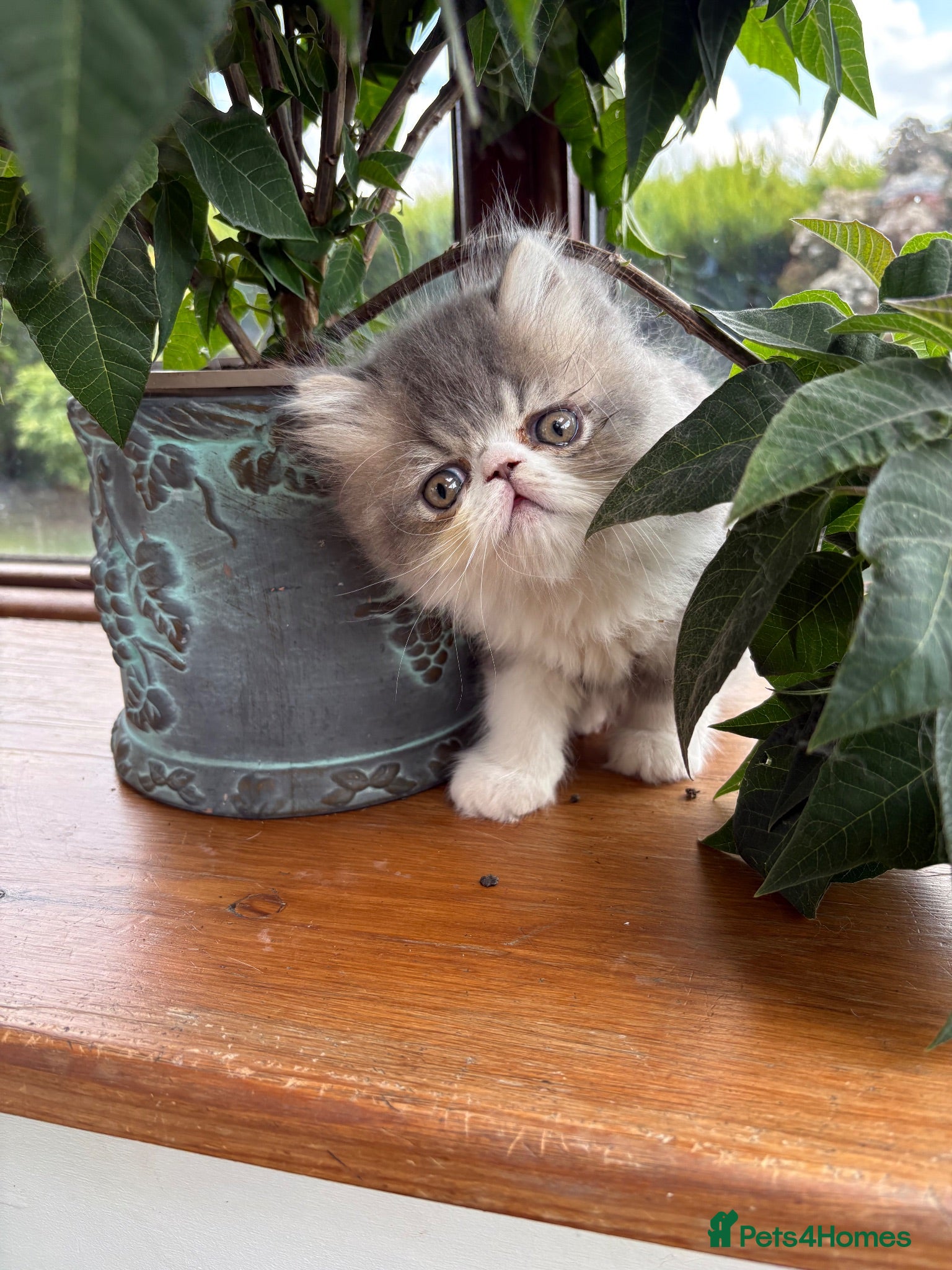 Exotic cats Exotic male kittens  - Advert 1