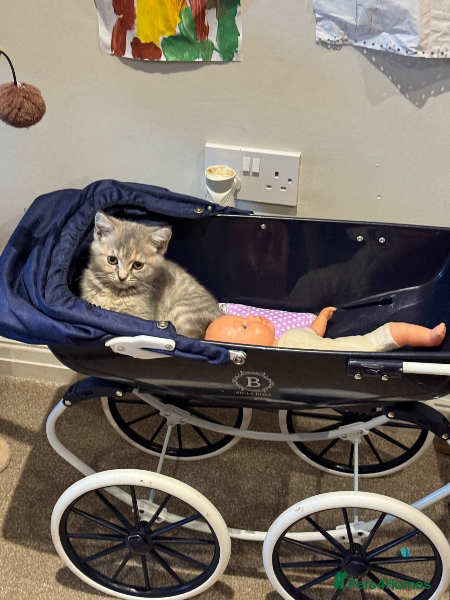 Mixed Breed cats for sale: 1/2 BSH kitten  - Advert 9