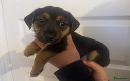 Jack Russell dogs for sale: Jack Russell litter of 7 - Advert 8