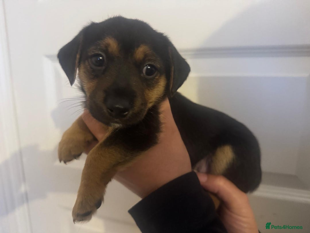 Jack Russell dogs for sale: Jack Russell litter of 7 - Advert 8