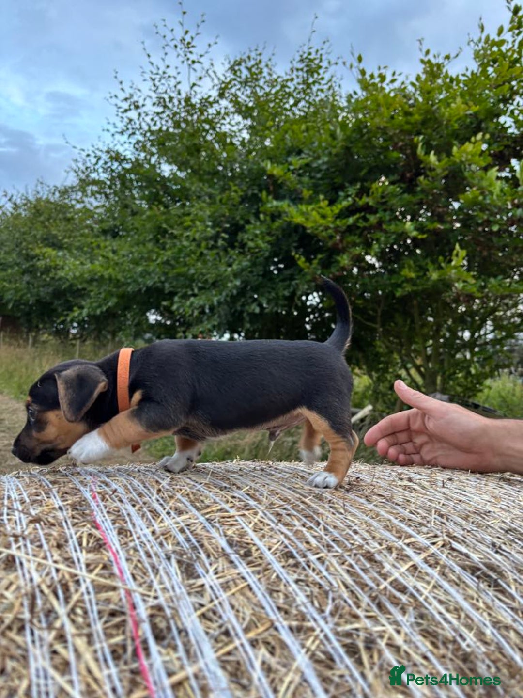 Jack Russell dogs for sale: Miniture Jack Russell - Image 6