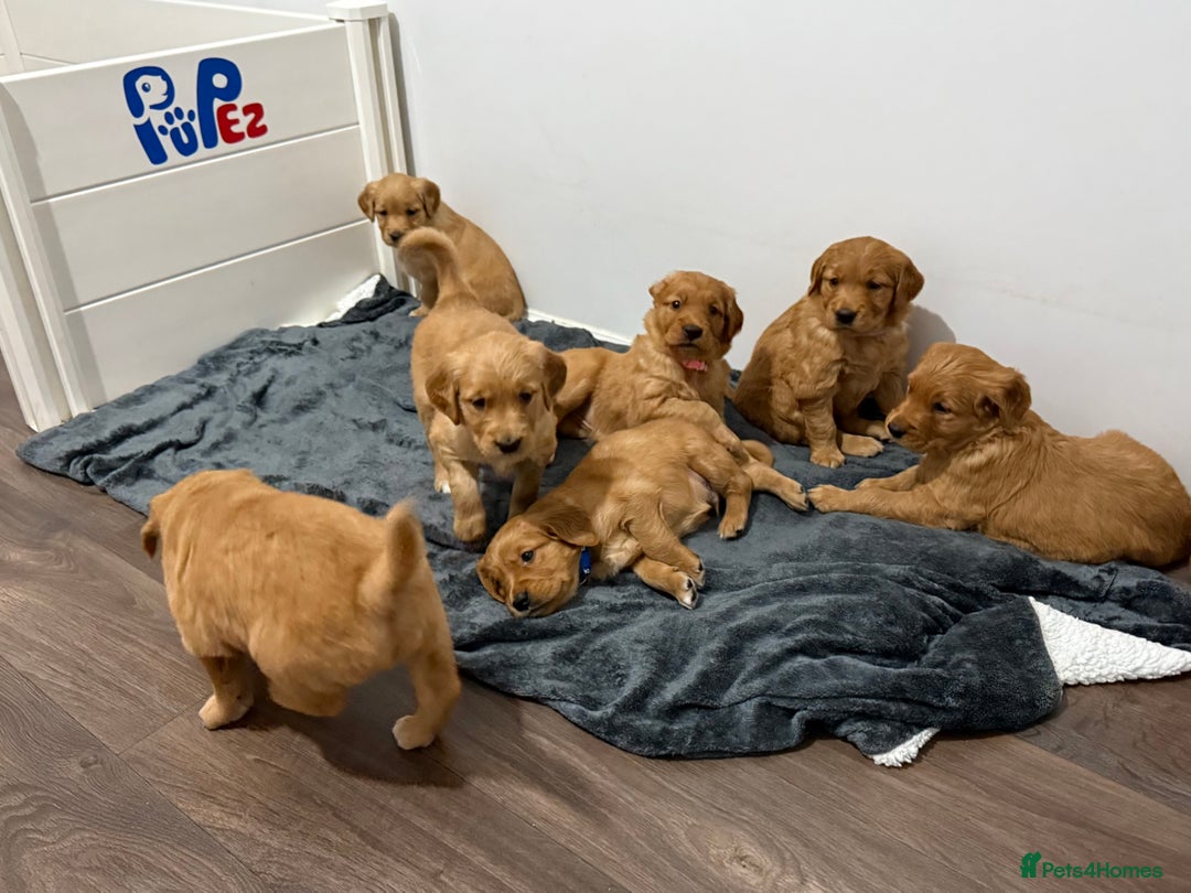 Golden Retriever dogs for sale: Dark Red Golden Retriever Pups Ready 1st November - Image 18