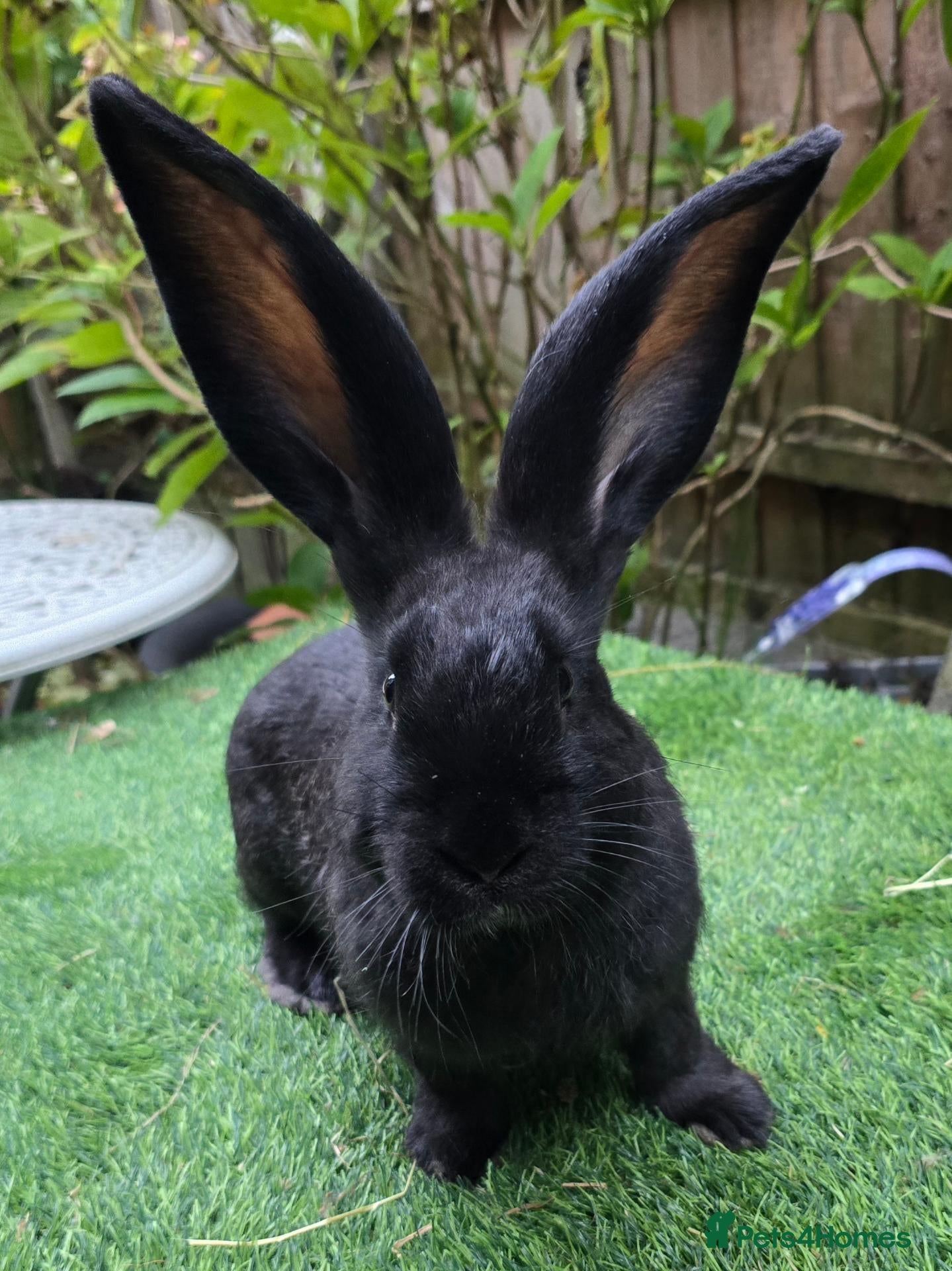 Continental Giant rabbits PURE BRED Continental Giant Baby Buck  VACCINATED - Advert 4