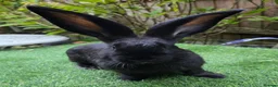 Continental Giant rabbits for sale: PURE BRED Continental Giant Baby Bucks  VACCINATED - Advert 8