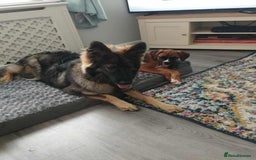 German Shepherd dogs for sale: Female German shepherd  - Image 4