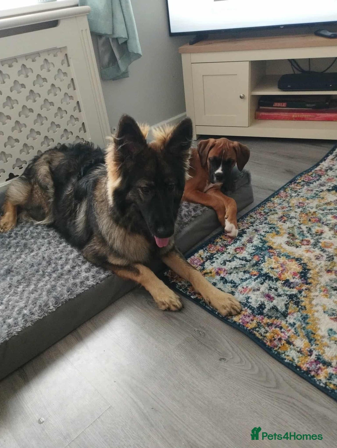 German Shepherd dogs for sale: Female German shepherd  - Image 4