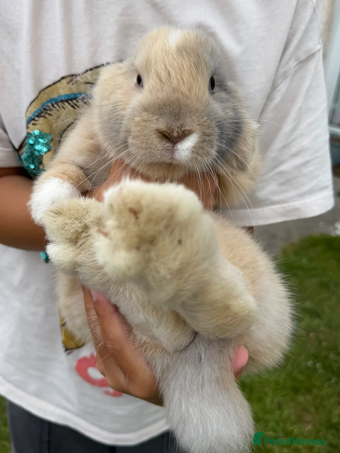 Mini Lop rabbits for sale: Biscuit the bunny is looking for a loving home. in Rhyl - Advert 1