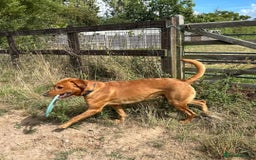 Labrador Retriever dogs for sale: Bingo - Image 3