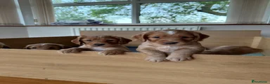 Cocker Spaniel 2